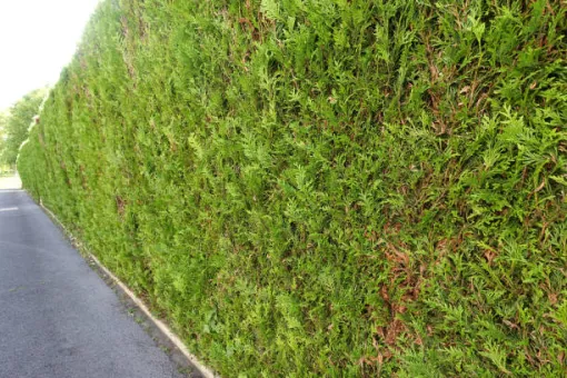 Entretien et taille de haies et d'arbustes à Lille, Douai, Les Jardins de Jo
