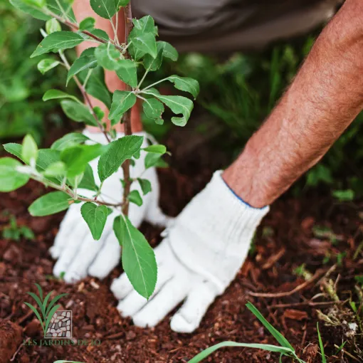 Les Jardins de Jo : paysagiste à Douai pour un réaménagement paysager, Douai, Les Jardins de Jo