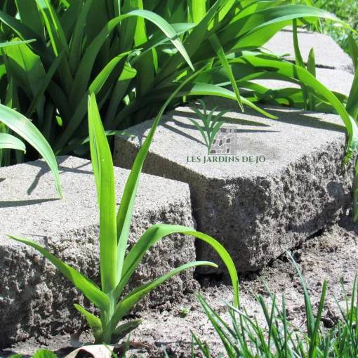 Paysagiste à Auberchicourt : Les Jardins de Jo, votre expert en création paysagère, Douai, Les Jardins de Jo