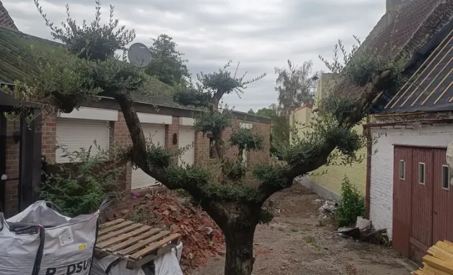 Pose d'un olivier et de deux palmiers à Montigny-en-Ostrevent, Douai, Les Jardins de Jo