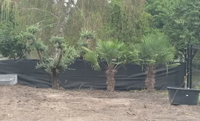 Pose d'un olivier et de deux palmiers à Montigny-en-Ostrevent, Douai, Les Jardins de Jo